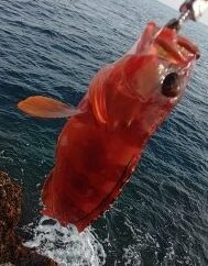 アカハタ