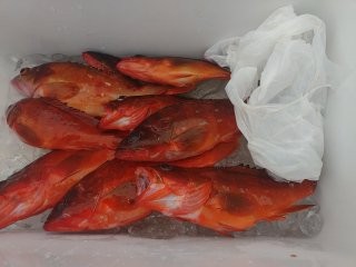 クーラー内の釣果